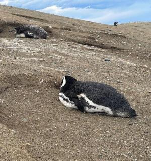 几只动物躺在山上