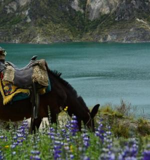 a horse is grazing in a field of flowers