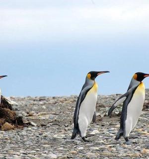三只企鹅在岩石海滩上行走