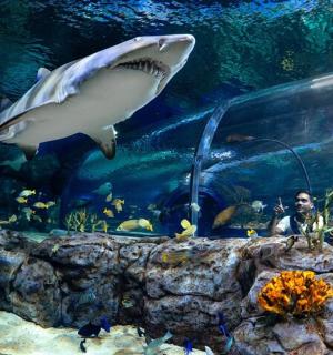 两个人正在水族馆里看鲨鱼