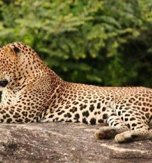 一只猎豹躺在岩石顶上