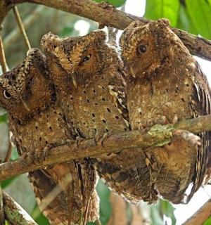 两只猫头鹰坐在树枝上