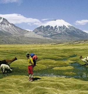 a man standing in a field with sheep and mountains