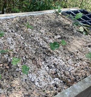 a person planting a plant in a garden