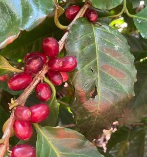 a bunch of red berries on a tree with leaves