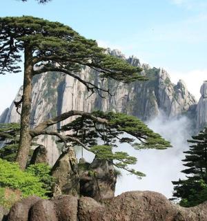 山前有一棵松树