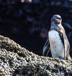 一只鸟坐在岩石顶上