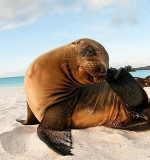 一头躺在沙滩上的海象