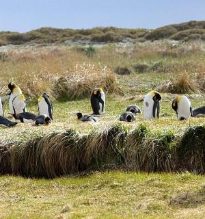 一个人在田野里拍摄企鹅