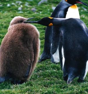 几只企鹅在草地上散步