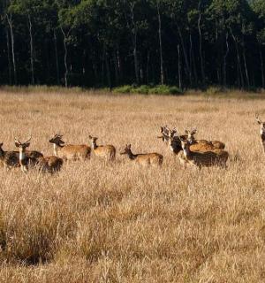 a herd of deer standing in a field of tall grass