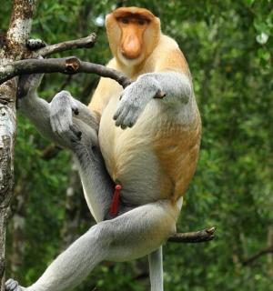 一只猴子坐在树枝上