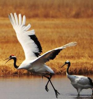 一只大鸟飞过水面