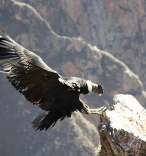 山顶上飞翔的鸟