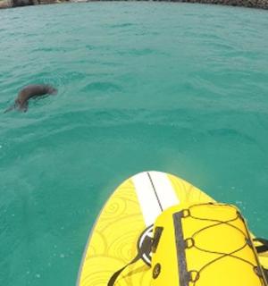 ein Mann, der im Wasser neben einem Brett im Wasser schwimmt