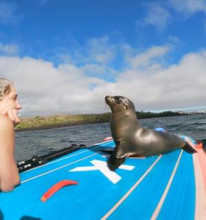 eine Frau auf einem Paddleboard mit einer Robbe darauf