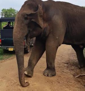 velký slon kráčející po prašné cestě