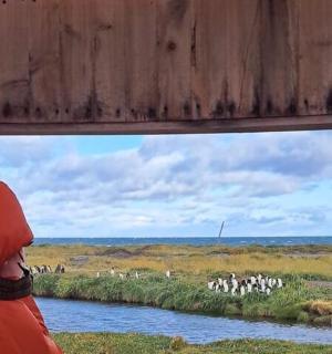 osoba pozorující stádo bílých zvířat na poli