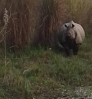 一头犀牛在水边的草地上行走