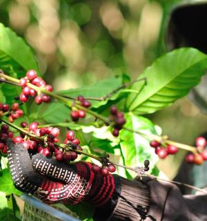 a woman is picking berries from a tree