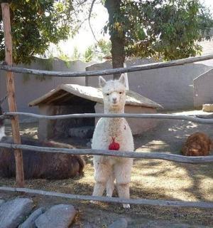 一只山羊站在栅栏前