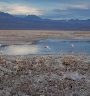 a group of flamingos standing in a body of water