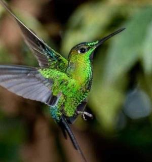 zelený kolibřík sedí na větvi