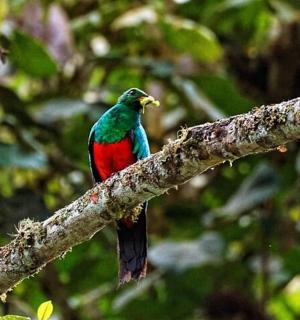 一只色彩鲜艳的鸟坐在树枝上