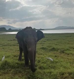 an elephant walking in a field with two birds