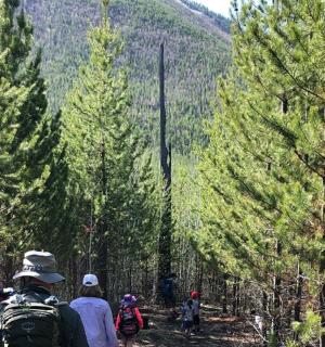 a group of people walking on a trail through trees
