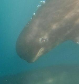 ein Walhai, der im Wasser schwimmt