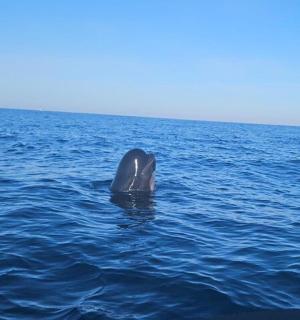 eine Walflosse, die aus dem Wasser ragt