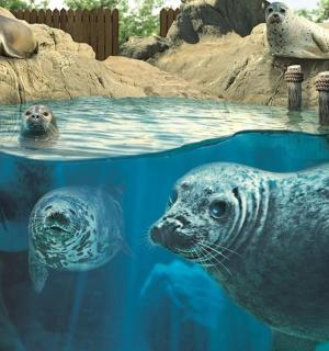 一个男孩看着水中的海豹