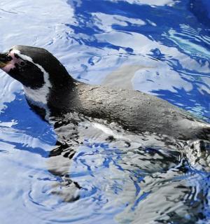 a black and white duck swimming in the water