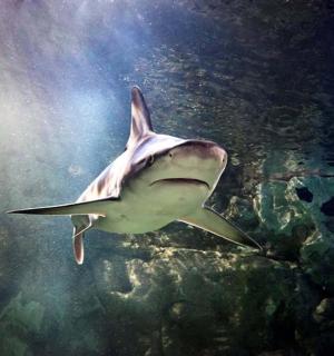 a tiger shark swimming in the water