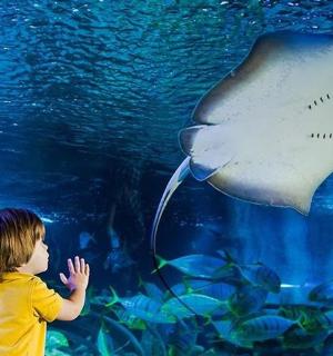 一个小孩在水族馆里看鲨鱼