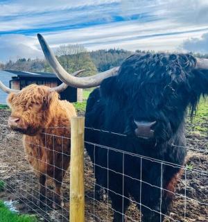 two cows with horns standing behind a fence
