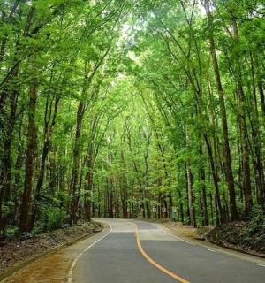 uma estrada no meio de uma floresta de árvores