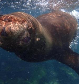 ein braunes Tier, das im Wasser schwimmt