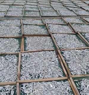 一堆白色的鱼躺在地上