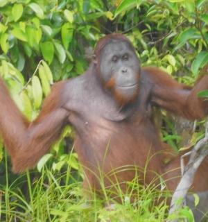 一只猴子坐在树上，伸出双臂