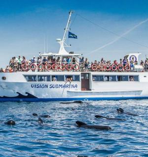 一群人在海里的船上,那里有海豹