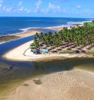 eine Luftaufnahme eines Strandes mit Bäumen und dem Meer
