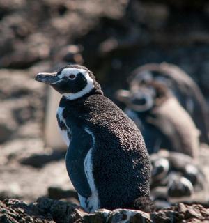 a penguin standing on a rock with other animals in the background