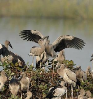 一群鸟站在田野上