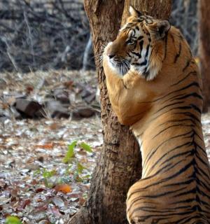 a tiger leaning against a tree in the woods