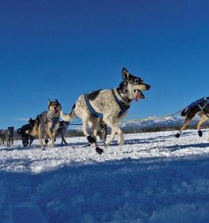 a group of dogs running in the snow