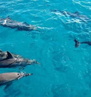 一群海豚在水中游泳