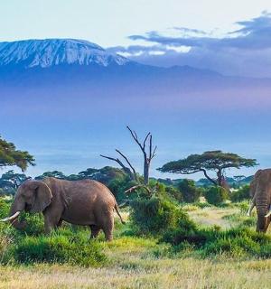 two elephants walking in a field with a mountain in the background