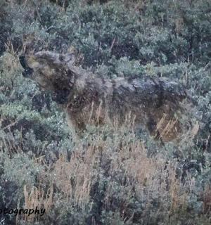 a painting of a horse standing in a field